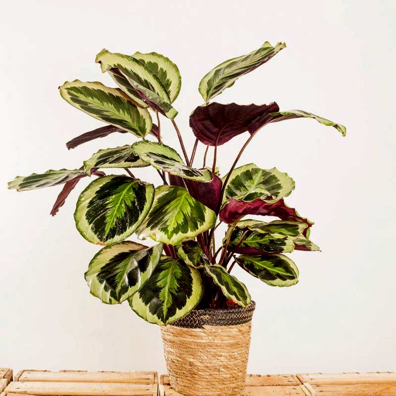 Compra hoy la Calathea y otras plantas de interior a domicilio