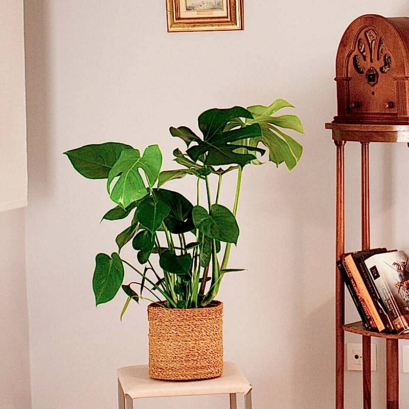 Compra hoy la Monstera Deliciosa y plantas de interior a domicilio