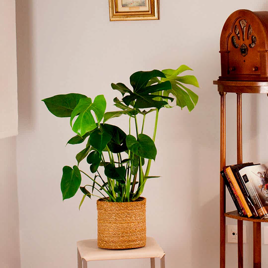 Compra hoy la Monstera Deliciosa y plantas de interior a domicilio