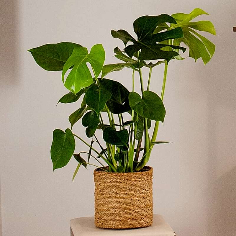 Monstera Deliciosa y plantas de interior a domicilio