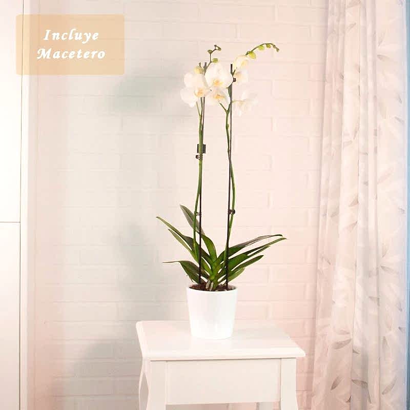 Comprar orquídea blanca mas plantas de interior con flor y altas a domicilio