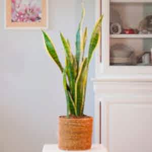 Sansevieria | La joya nocturna de la purificación del aire