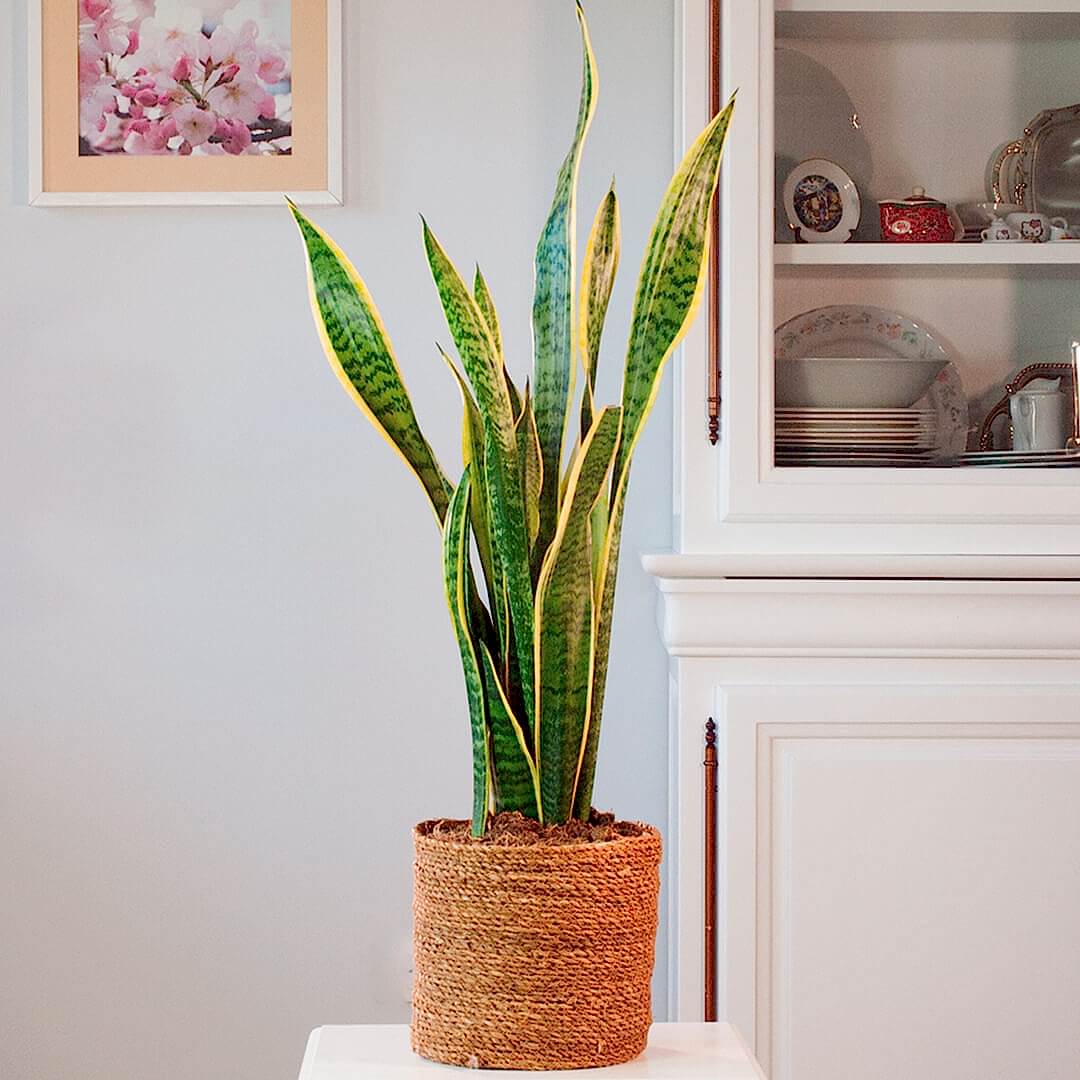 Comprar Sansevieria de interior a domicilio plantas purificadoras de aire