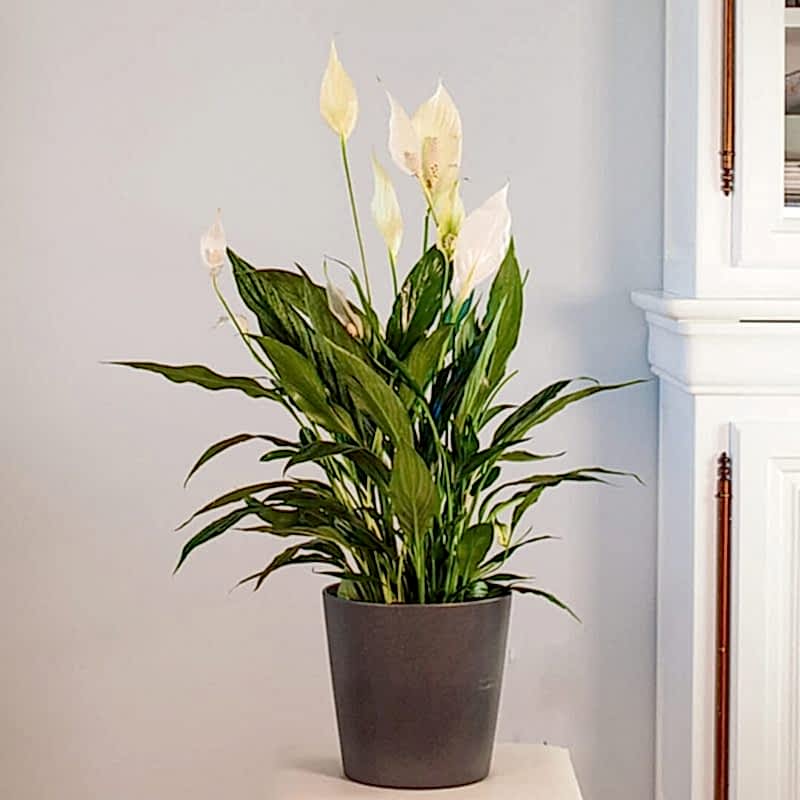 Detalle de Comprar Spathiphyllum y plantas de interior a domicilio