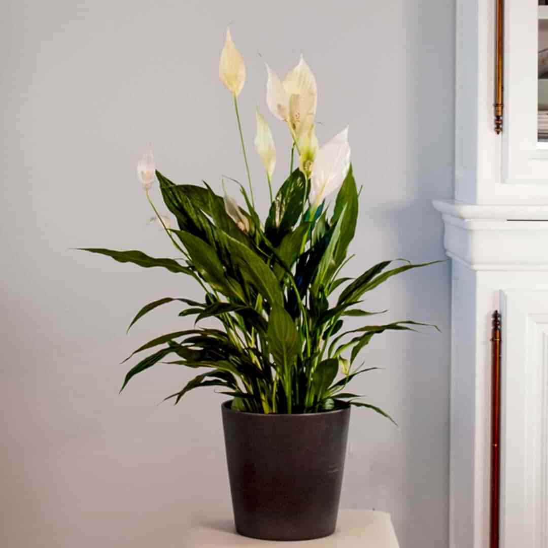 Detalle de Comprar Spathiphyllum y plantas de interior a domicilio