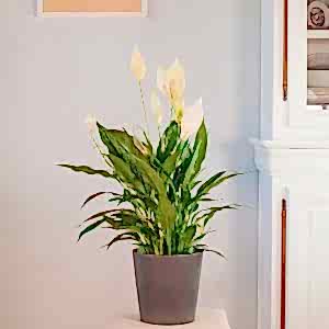 Spathiphyllum | Elegancia y purificación en una sola planta