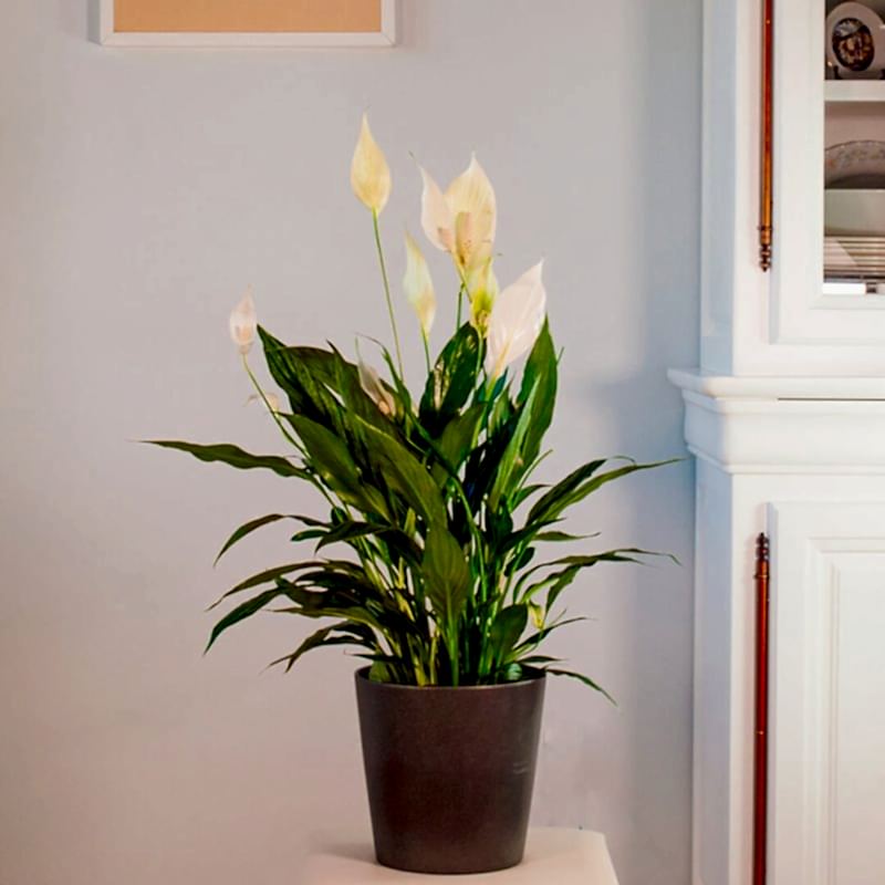 Comprar Spathiphyllum y plantas de interior a domicilio