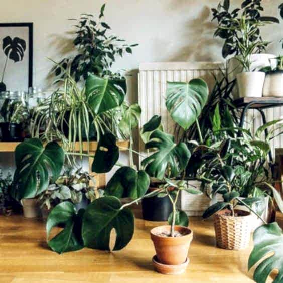 Plantas de interior a domicilio en Madrid.