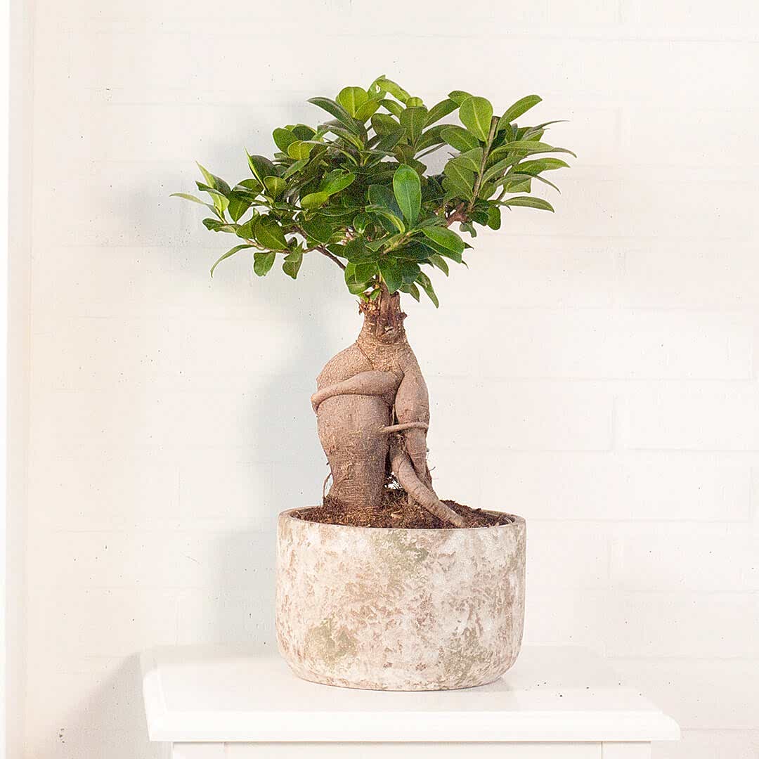 Bonsai ficus a domicilio en Madrid.