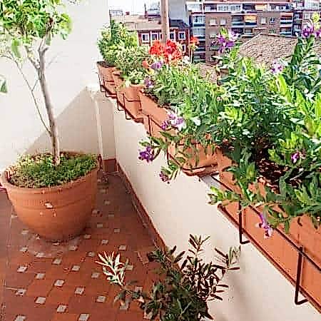 Decoración con planatas de terrazas y jardines en Madrid