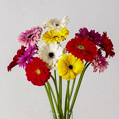 Detalle de gerberas sueltas a domicilio en Madrid.