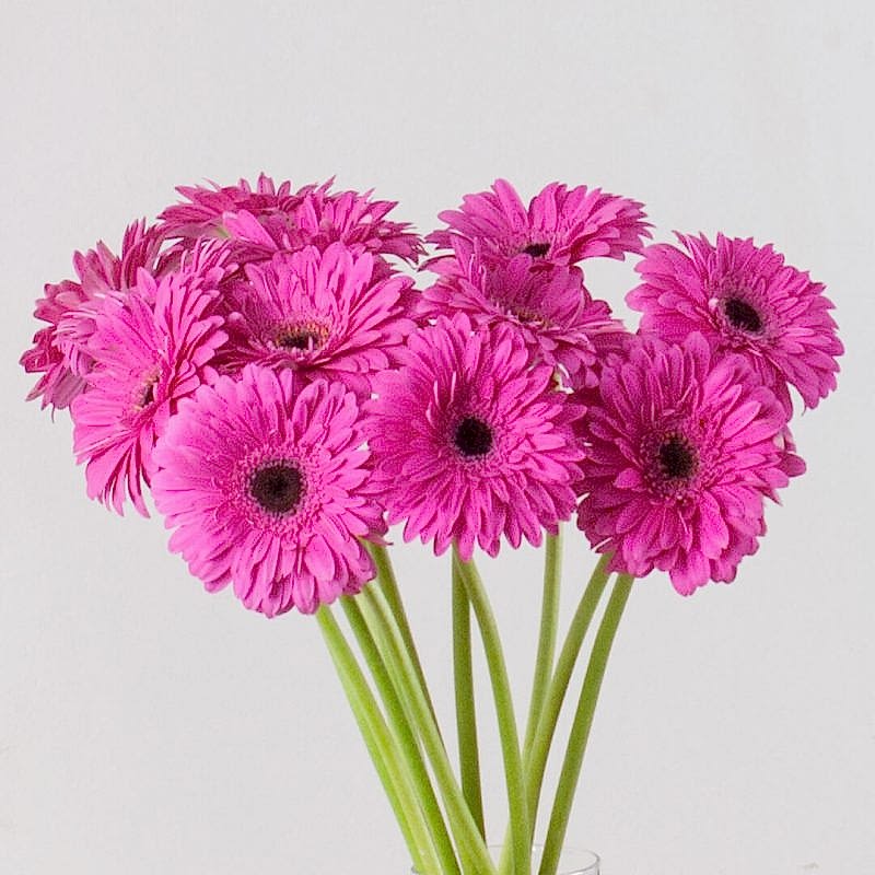 Gerberas rosas sueltas a domicilio en Madrid.