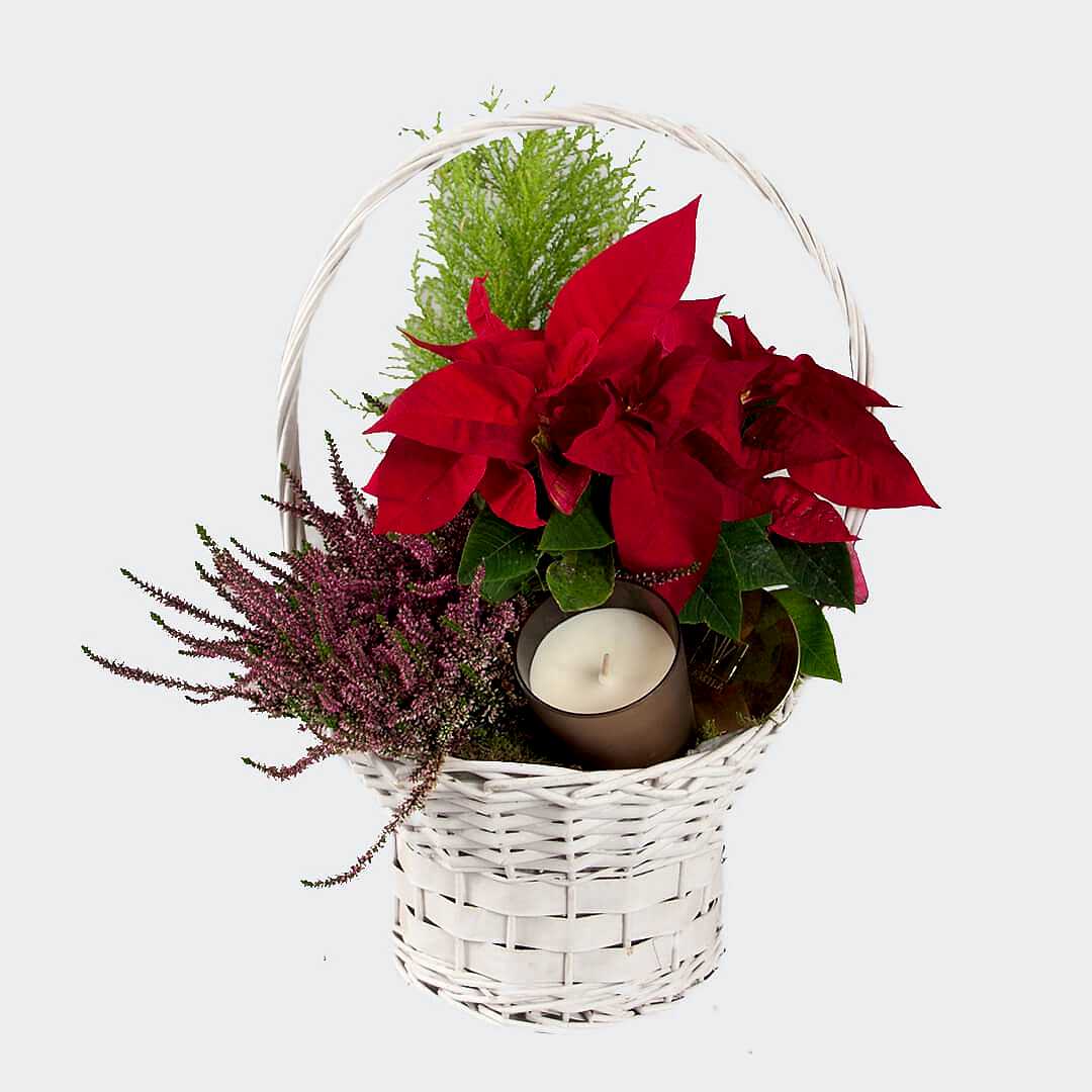 Cesta especial con flores de pascua para regalar en navidad.