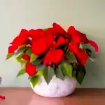 Composición de flores de pascua en un recipiente de cerámica hecho a mano.