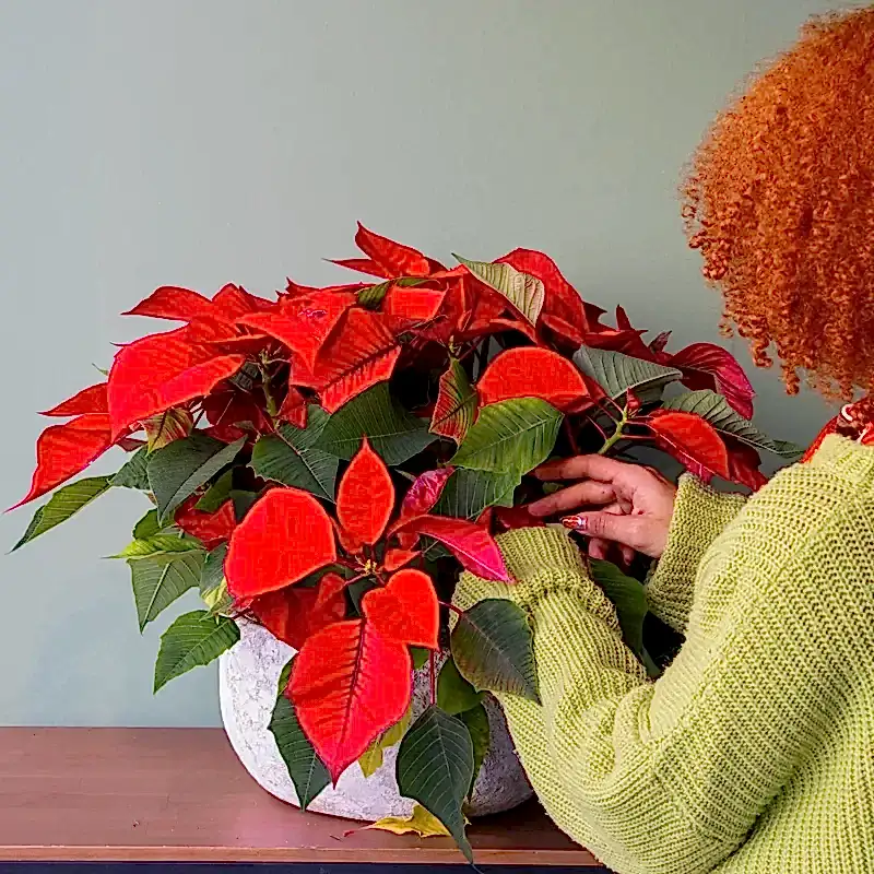 Composición de flores de pascua en un recipiente de cerámica hecho a mano. Detalle.