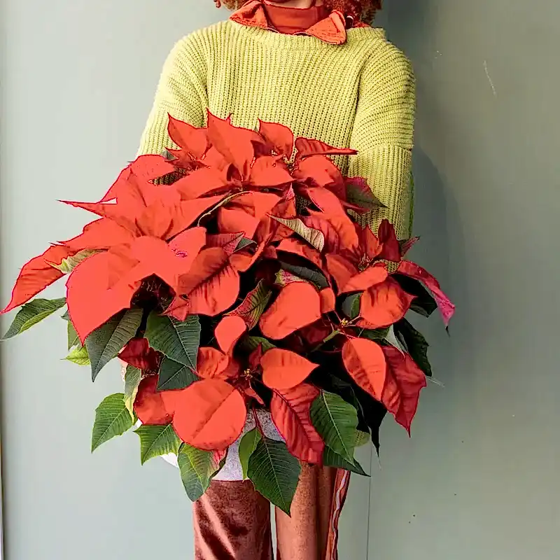 Composición de flores de pascua en un recipiente de cerámica hecho a mano. Con una persona sujetándolo.