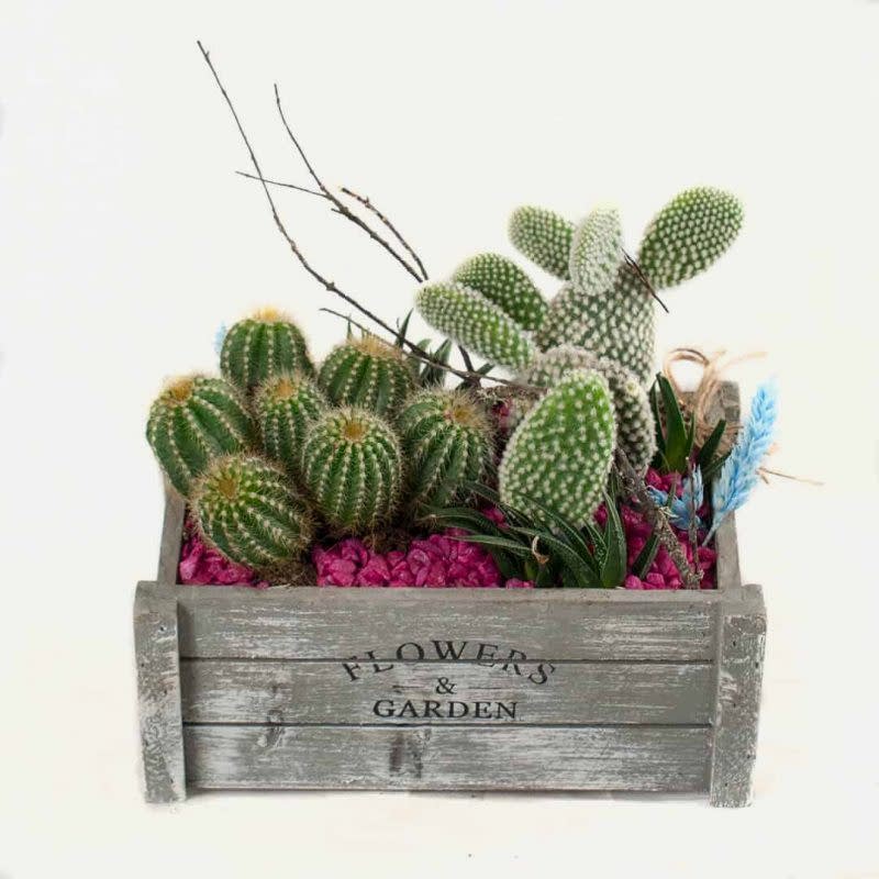 Centro de cactus en caja de madera a domicilio en Madrid