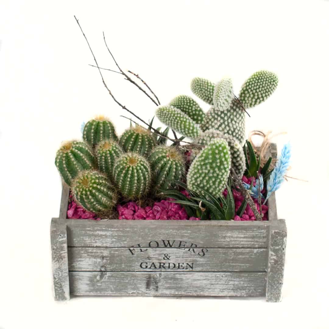 Centro de cactus en caja de madera a domicilio en Madrid