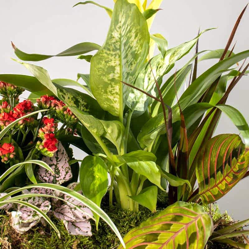 Detalle Caja de plantas exóticas a domicilio en Madrid.