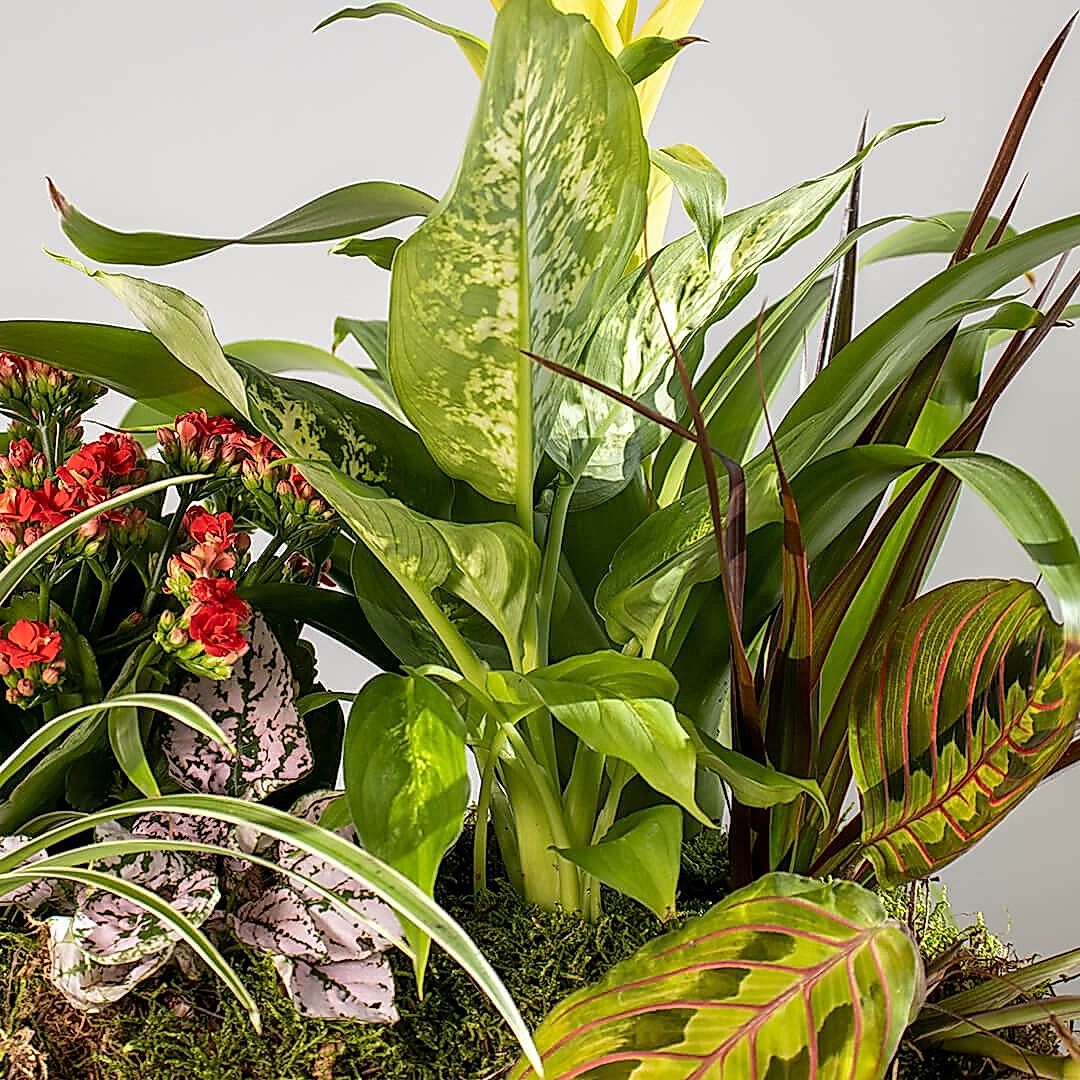 Detalle Caja de plantas exóticas a domicilio en Madrid.