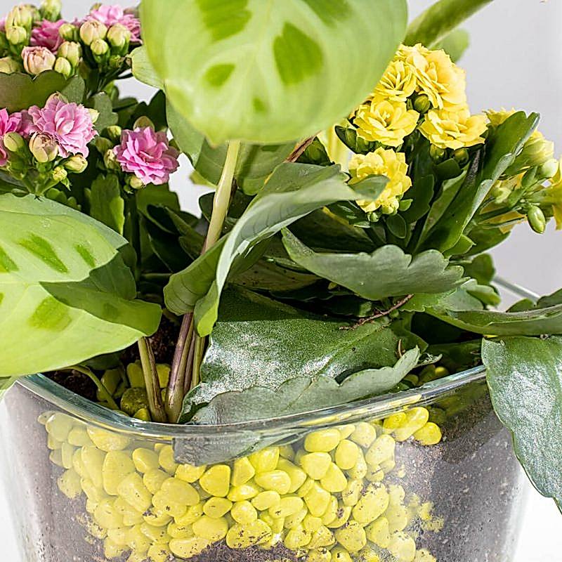 Detalle centro de mesa con plantas naturales a domicilio en Madrid.