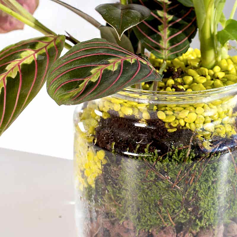 Detalle Centro de mesa con plantas exóticas a domicilio.